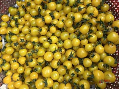 奋进的春天|礼泉县 打造精品高端果业产区，品牌化种植推动产业转型升级