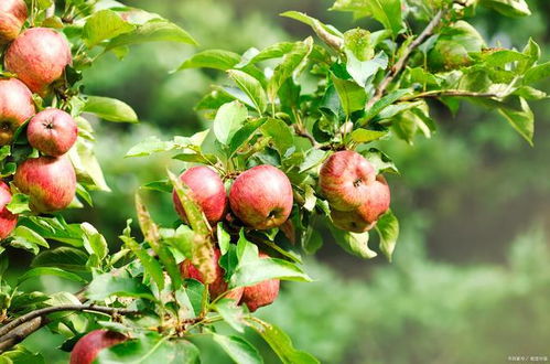 多维度分析院子里种什么果树好及常见果树推荐