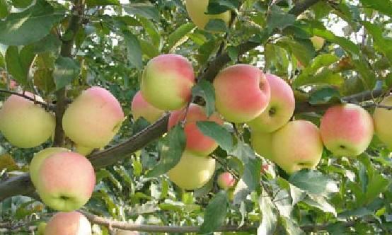 果树膨果上色期施肥指南