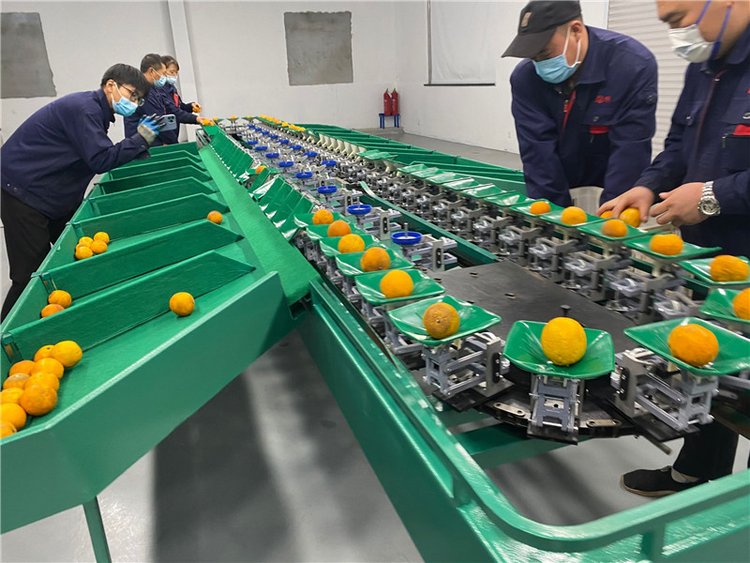 专业双线选果机 精确分选每一颗水果的重量未来