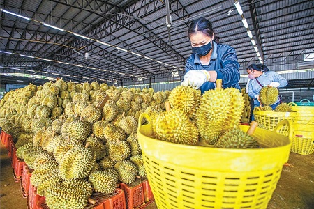 跨国果农 种植友谊的甜蜜果实